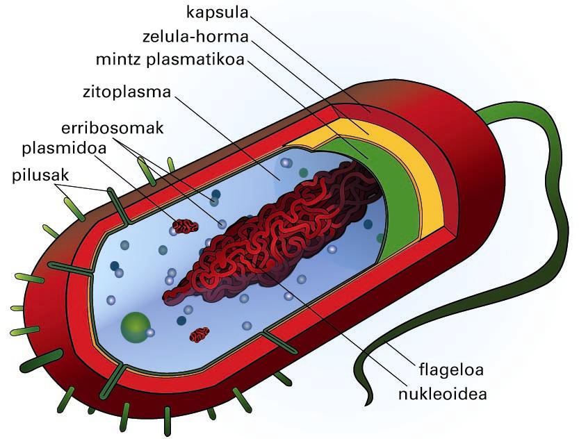 Bakterio baten zelula-egituraren diagrama