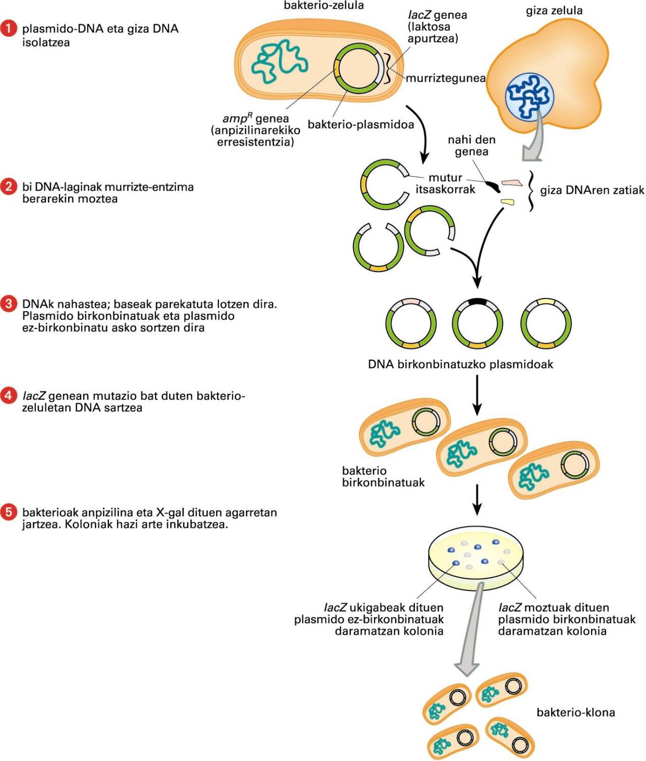 Klonazio-prozesuko pausoak