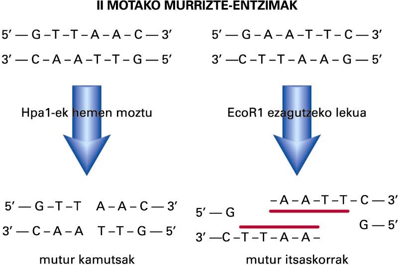 Murrizte-entzimek DNA-sekuentzia jakin bat ezagutu eta mozten dute