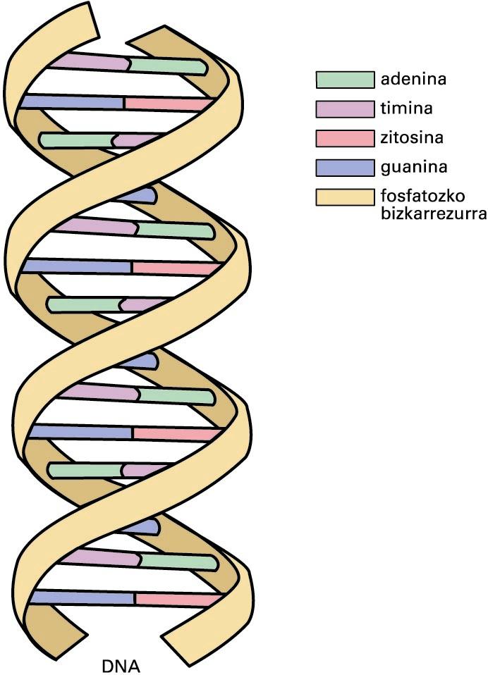 DNAren helize bikoitza