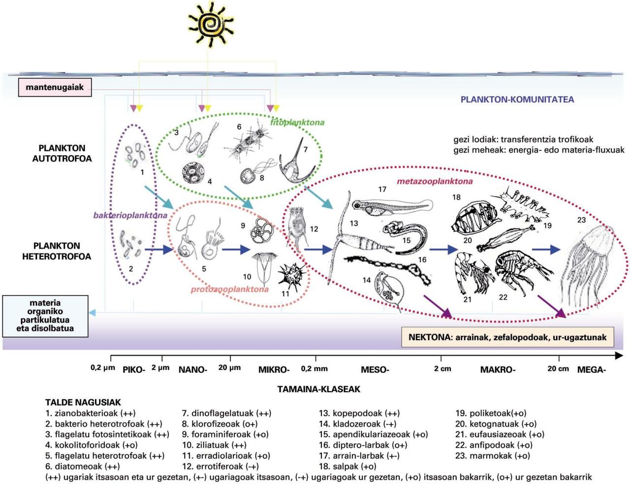 Plankton-komunitatea, elikatzeko eraren arabera sailkatua. Talde bakoitza zeren elikagai den eta taldeen banaketa espaziala adierazten dira. Irudiaren behealdeko eskalan, tamainaren araberako banaketa erakusten da