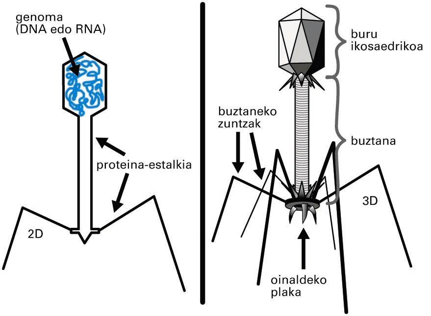 Bakterio-birus edo bakteriofago baten egitura