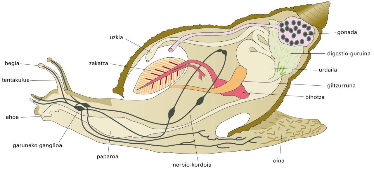 Lur-barraskiloaren anatomia