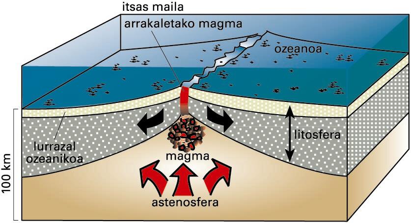 Muga dibergentea