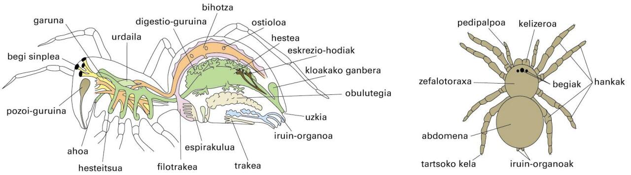 Araknidoen morfologia
