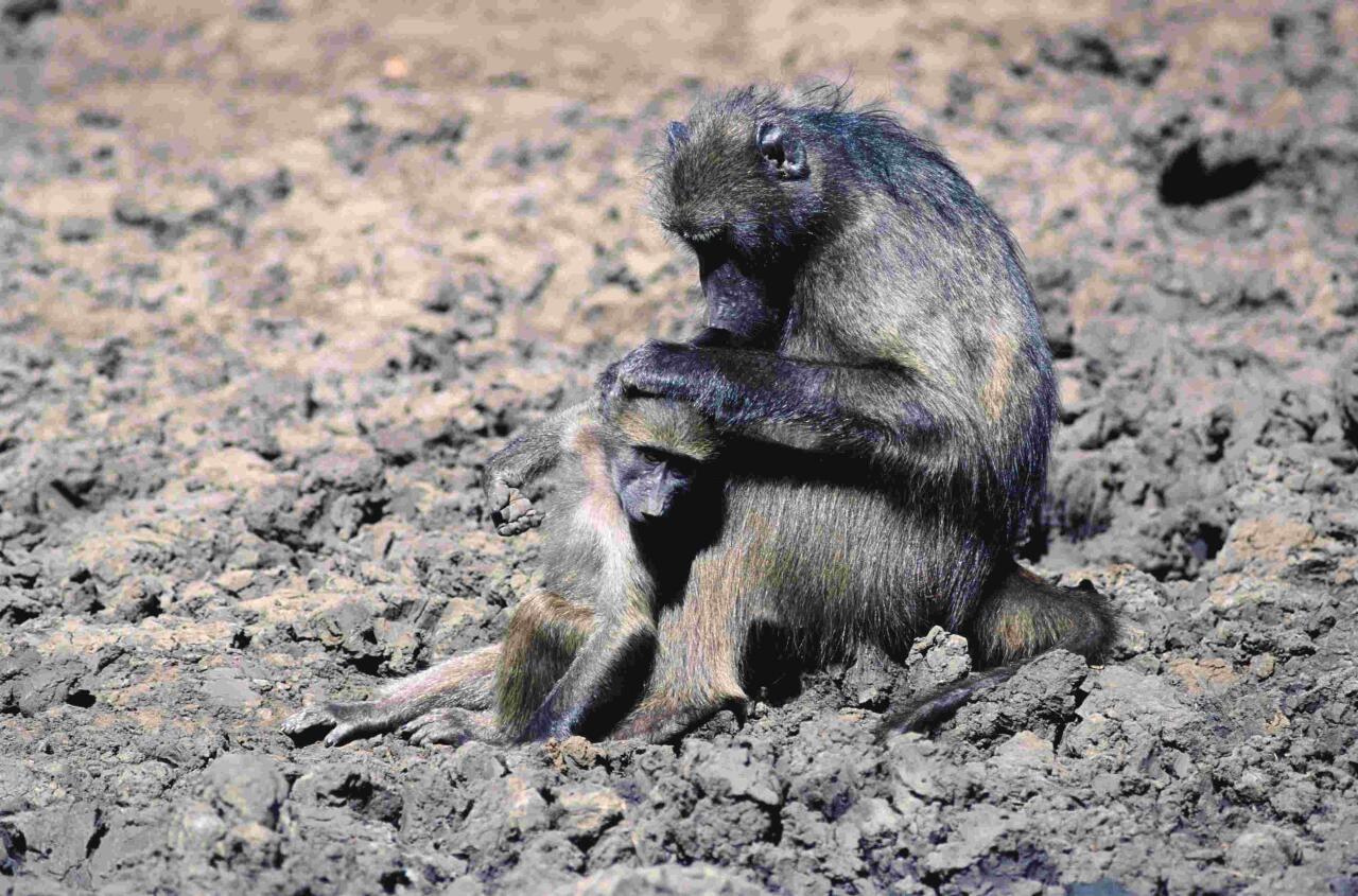 Mundu Zaharreko tximinoen kide den babuinoa. Babuinoak, taldetan bizi diren tximino koadrupedo lurtarrak dira