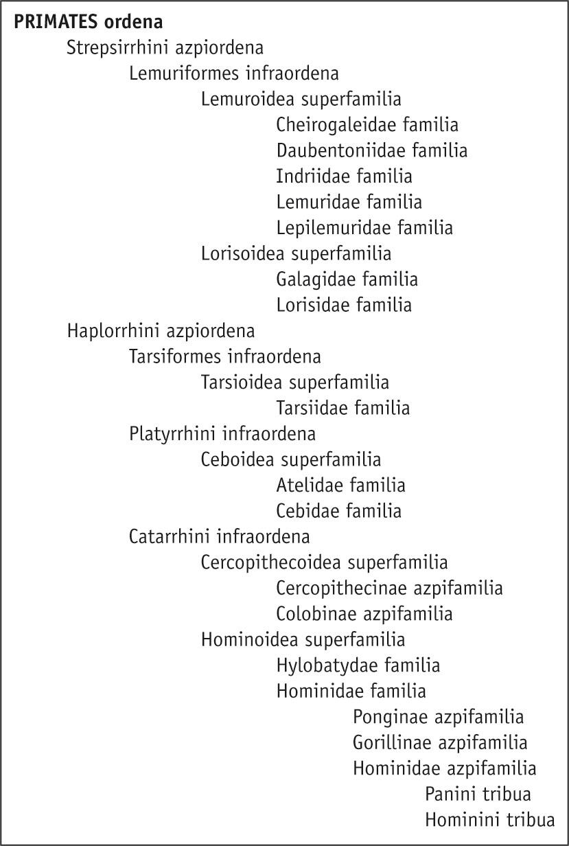 Gaur egungo primateen sailkapen taxonomikoa, kladismoaren arabera