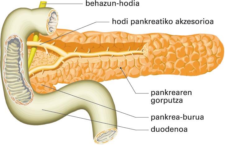 Funtzioa bete (pankrea)