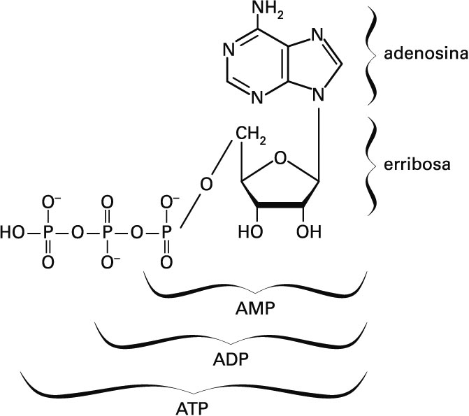 ATP-molekula