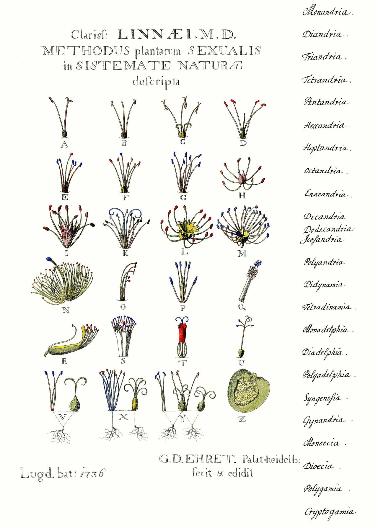 <span style="font-style:italic">Methodus Plantarum Sexualis in sistemate naturae descripta</span> (Georg Dionysius Ehret. Leiden 1736)