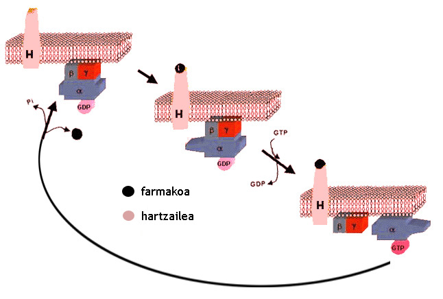 G proteinei elkarturiko hartzaileen aktibazio-zikloa