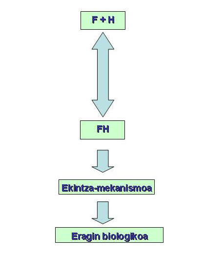 Farmakoen eta hartzaileen arteko elkarrekintza