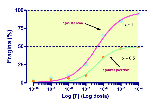 Agonista oso batek eragin maximoa sortuko du; agonista partzialak, berriz, ez