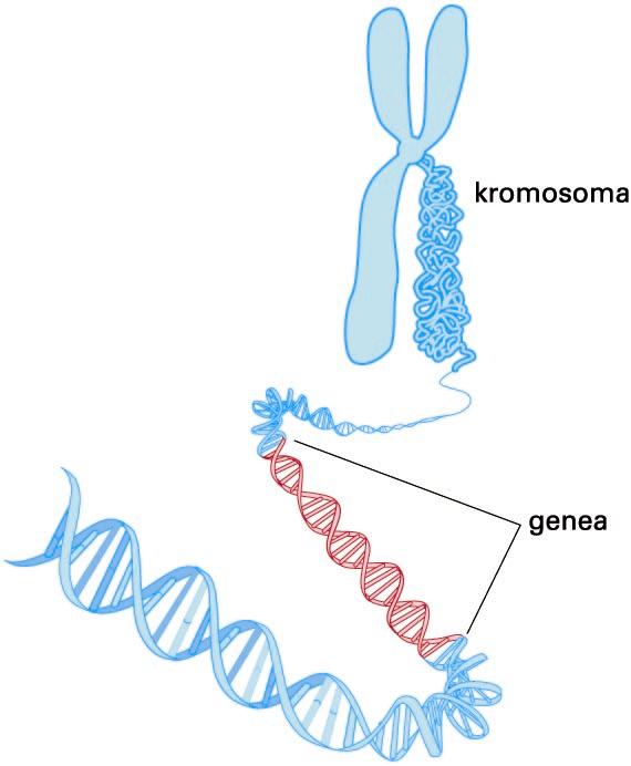 Genea, kromosoma-zatia den eta proteinen sintesirako informazioa duen DNA-helizearen zati gisa definituta