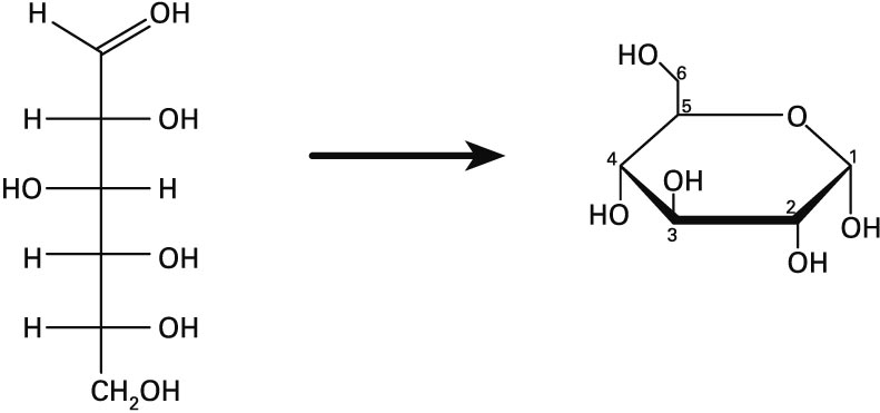 D-glukosa (proiekzio lineala) eta alfa-D-glukosa (proiekzio ziklikoa)