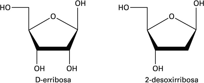 RNAn agertzen den D-erribosa eta DNAren 2-desoxirribosa
