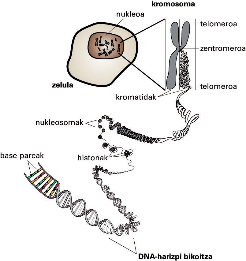 Kromosoma metafasikoa eratzen duten DNAren paketatze-mailak