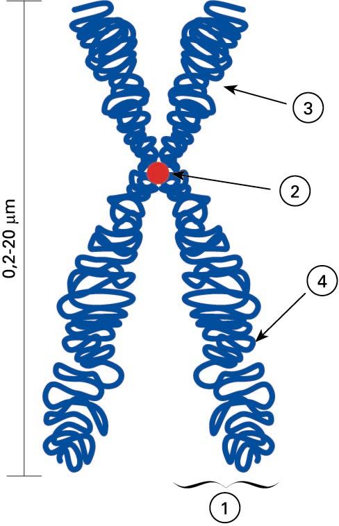 Eukariotoetan, bikoiztuta eta kondentsaturik dagoen kromosoma metafasiko baten irudia. (1) Kromatida, kromosomak dituen bi zati berdin-berdinetako bat. (2) Zentromeroa, kromatida biak elkartzen direneko gunea; bai eta mikrotubuluak lotzen direneko gunea ere. (3) Beso laburra (p). (4) Beso luzea (q)