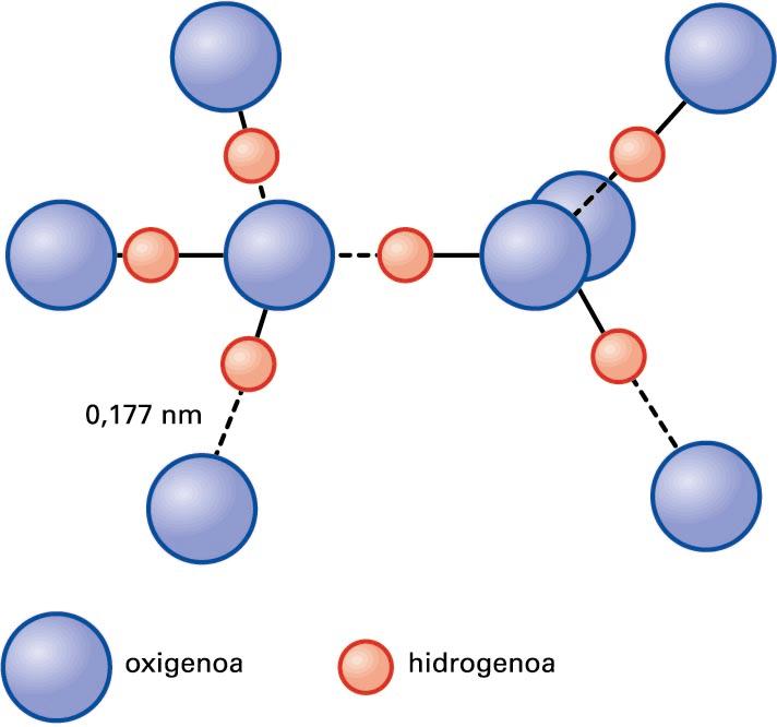 Ur-molekulen arteko hidrogeno-loturak (lerro etenen bidez adieraziak)
