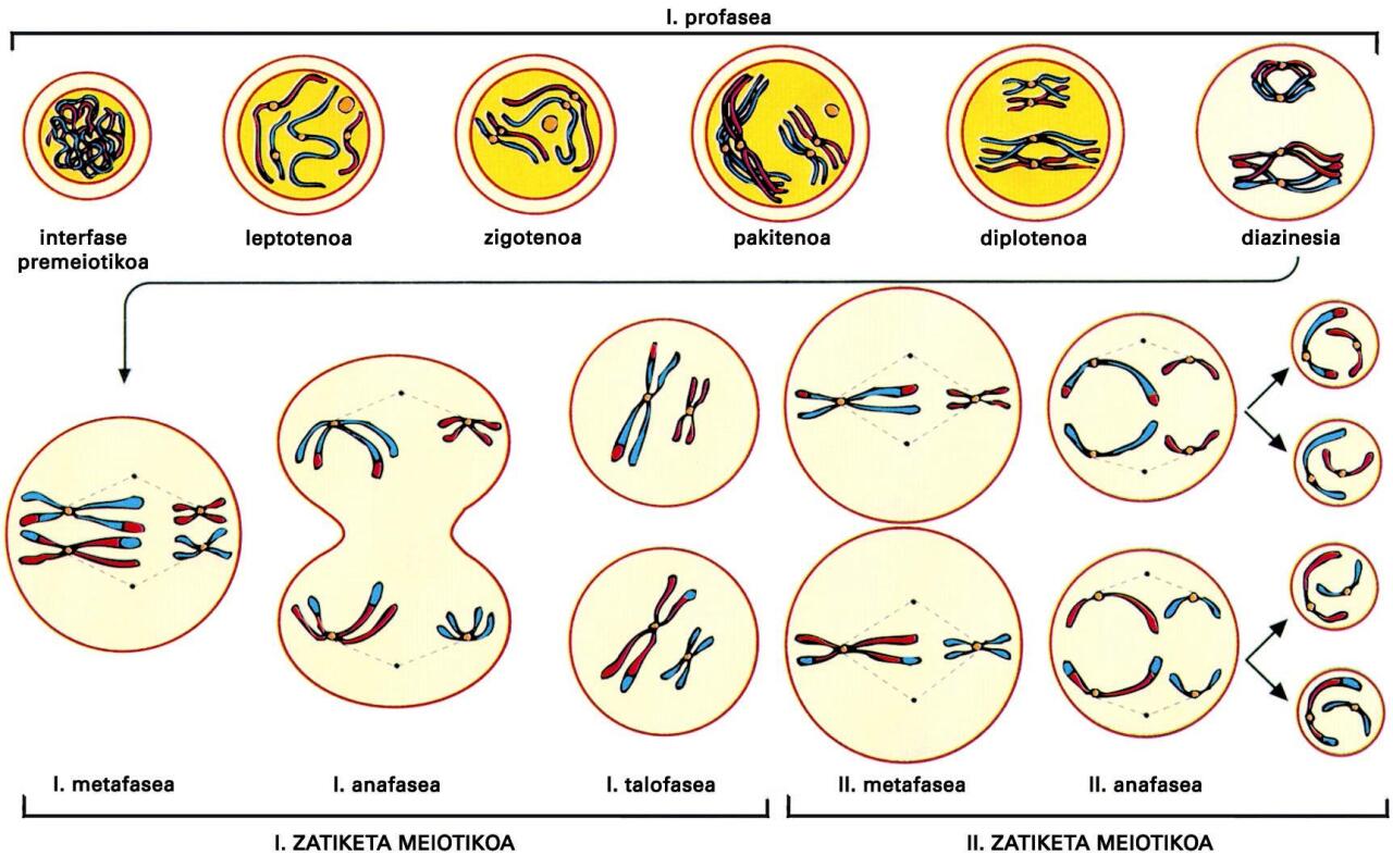 Zelula diploidearen lehenengo zatiketa meiotikoko profase luzean, leptotenoa, zigotenoa, pakitenoa, pilotenoa eta diakinesia gertatzen dira. Leptotenoan, nukleoaren tamaina handitu egingo da eta kromosomak ikusgarriak egingo dira. Zigotenoan, kromosoma homologoak parekatu egingo dira konplexu sinaptonemikoan. Pakitenoan, sinapsia osoturik egongo da eta birkonbinazio genetikoaren unea izango da, ondoren, diplotenoan zehar, konplexu sinaptonemikoa desegin egingo baita eta kromosoma homologoak banatzen hasiko baitira. Diakinesian, zentrioloen poloetarako migrazioa, mintz nuklearraren desagerpena eta kromosomen erabateko kondentsazioa gertatuko dira. Lehenengo profasea amaituta, lehenengo zatiketa meiotikoko prometafase, metafase, anafase eta telofasearen ondorioz, bi kromatida ahizpaz eratutako bi zelula ume sortuko dira; bigarren zatiketa meiotikoan, berriz, zatiketa mitotikoaren parekoa den zatiketan, lau zelula haploide eratuko dira, profase arin batekin hasiko den prozesua