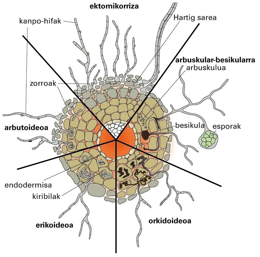 Zenbait mikorriza-motaren irudi eskematikoa