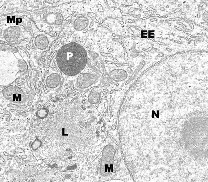 Transmisiozko mikroskopio elektronikoaren bitartez, zelula eukariotiko batean ikus daitezkeen mintz biologikoak. Nukleoaren (N) kasuan, gaineztadura nuklearra bi mintzez inguraturik ageri da. Nukleoaren mintzetan etenak ikus daitezke poro nuklearrak kokatuta dauden guneetan. Mitokondrioak (M) ere bi mintzez inguraturik daude. Aldiz, peroxisomak (P), lisosomak (L) eta erretikulu endoplasmatikoa (EE) mintz bakarrez mugatuak daude. Goian, ezkerraldean, zelularen muga den mintz plasmatikoa (Mp) ikus daiteke; kasu honetan, bi zelularen mintz plasmatikoen zatiak ikus daitezke