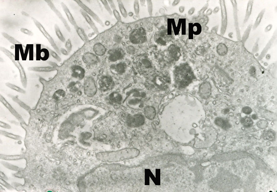Mikrobiloxkak (Mb) zelula polarizatuen erpinaldeko mintz plasmatikoaren (Mp) luzakinak dira. Argazkian ageri den zelula muskuiluaren giltzurruneko zelula bat da (N = nukleoa)