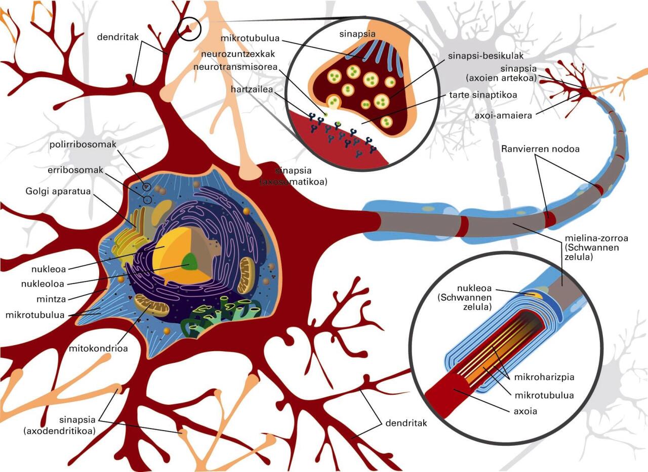 Neuronaren anatomia