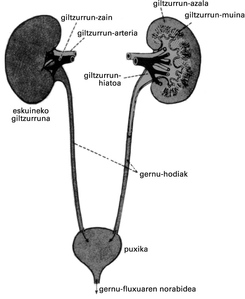 Gernu-aparatuaren osagaiak: giltzurrunak, ureterrak (gernu-hodiak), maskuria edo puxika eta uretra