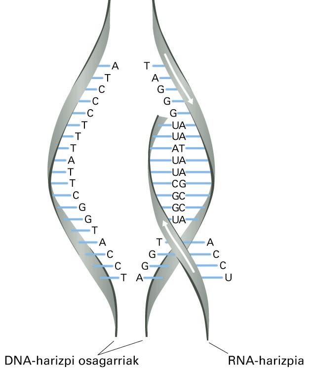 Transkripzio-prozesuaren lehen urratsa: DNAn oinarritutako RNA-harizpiaren eraketa (transkripto primarioa)