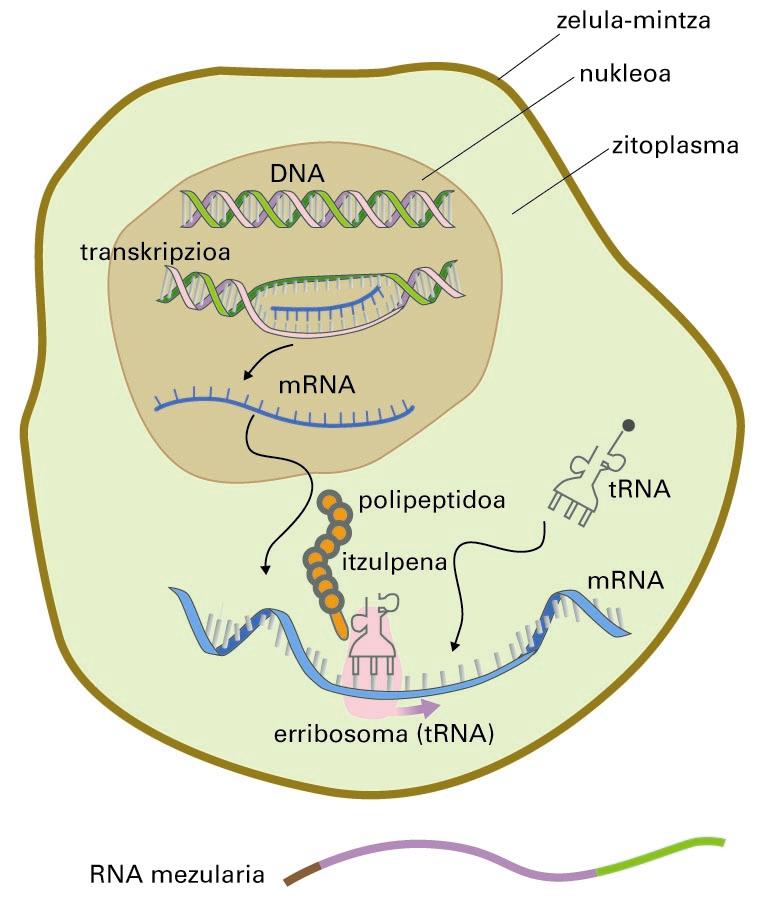 mRNA-molekula nukleotik irten eta zitoplasmara doa, erribosometan proteinen sintesia bideratzeko (itzulpena)