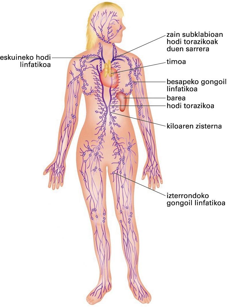 Sistema linfatikoa